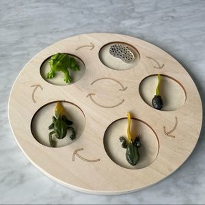 Frog life cycle toy with wood tray - Montessori